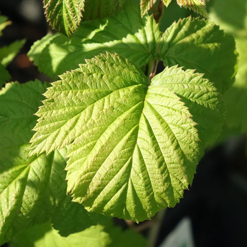 Framboisier Glen Ample (non remontant) Bio (Feuillage)