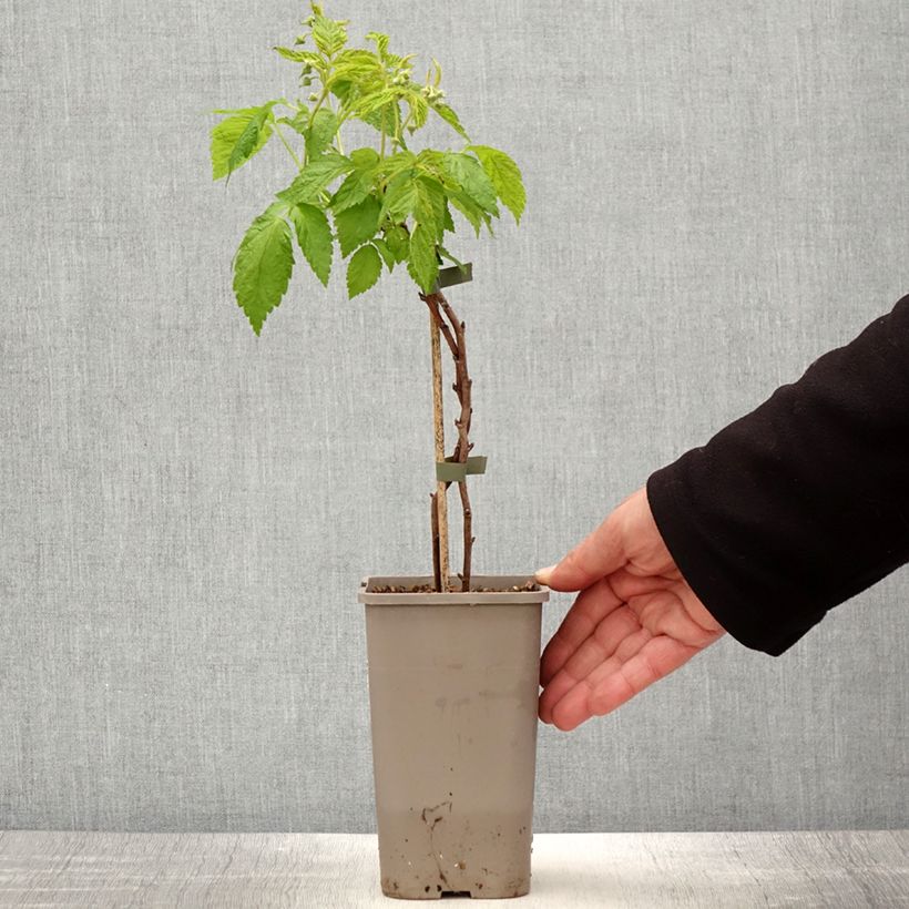 Example of Framboisier nain Lowberry Little Orangelina - Rubus idaeus Pot de 1,5L/2L as you get in printemps