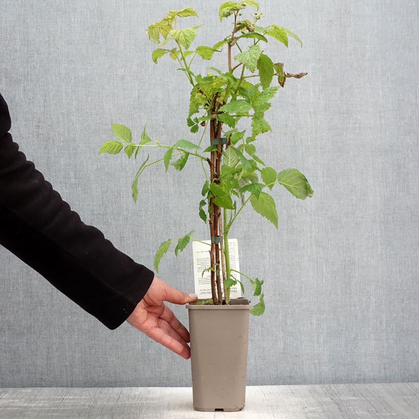 Spécimen de Framboisier Mademoiselle Françoise (remontant) Pot de 1,5L/2L, Touffe tel que livré au printemps