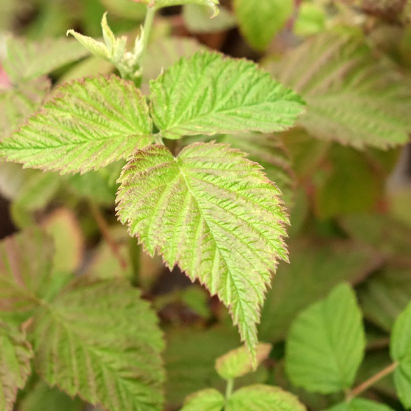 Framboisier Mademoiselle Françoise (remontant) (Feuillage)