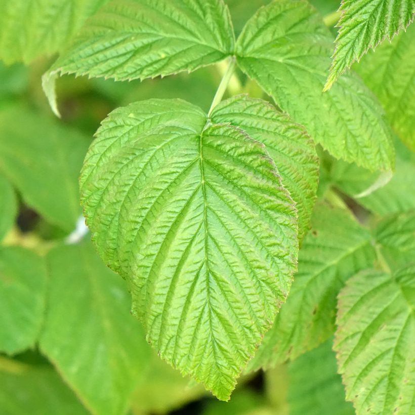 Framboisier Marastar Bio (Feuillage)