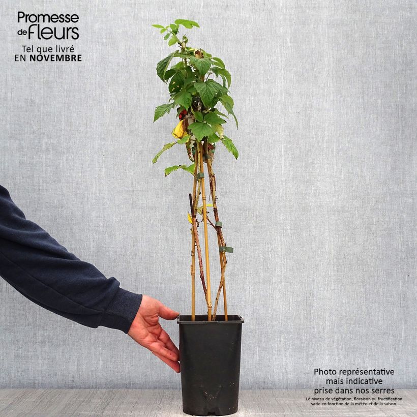 Spécimen de Framboisier Meeker Pot de 1,5L/2L tel que livré en automne