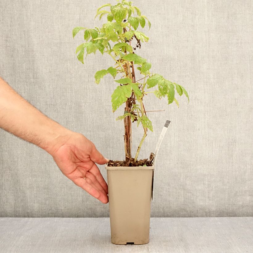 Spécimen de Framboisier nain Little Sweet Sister Pot de 1,5L/2L, Touffe tel que livré en été