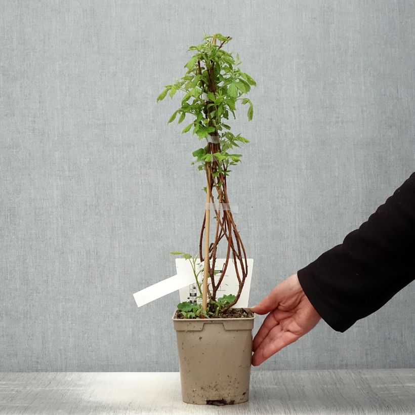 Spécimen de Framboisier nain remontant Bella Aromatica - Rubus idaeus  Pot de 2L/3L tel que livré au printemps