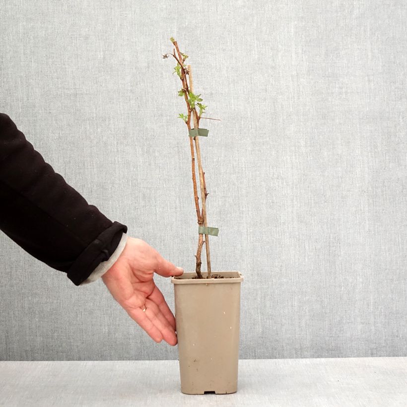 Spécimen de Framboisier Primeberry Autumn Fleshy - Rubus idaeus Pot de 1,5L/2L, Touffe tel que livré au printemps