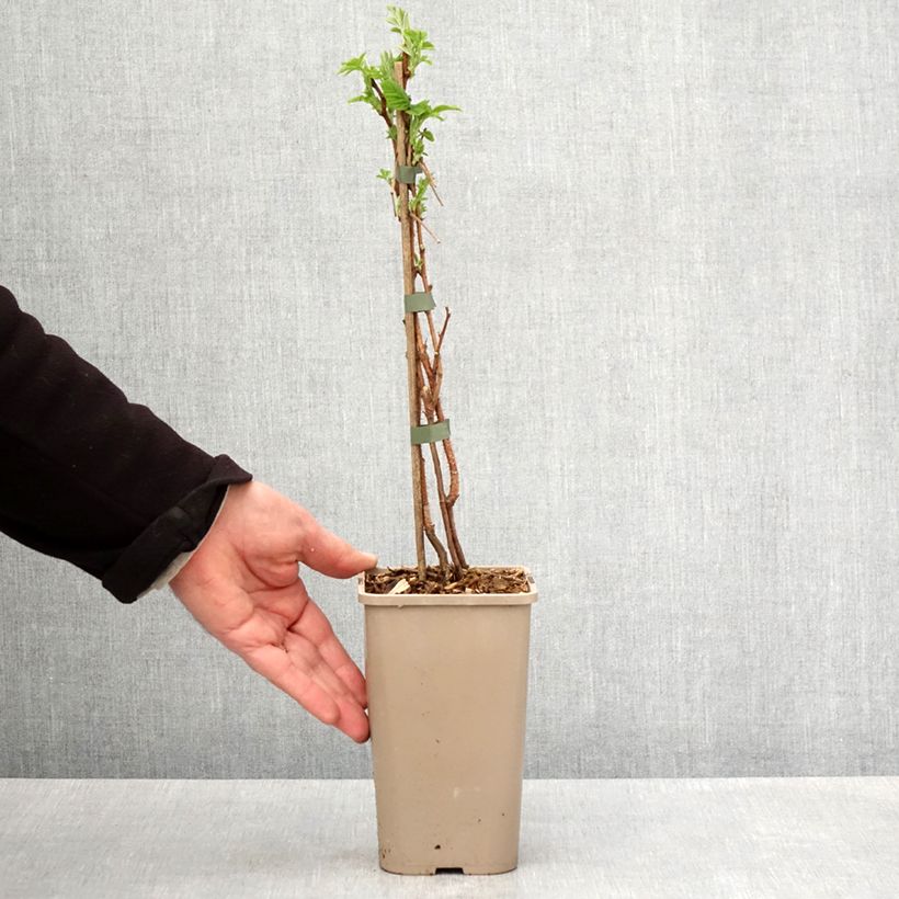 Spécimen de Framboisier Primeberry Autumn Sun - Rubus idaeus Pot de 1,5L/2L, Touffe tel que livré au printemps