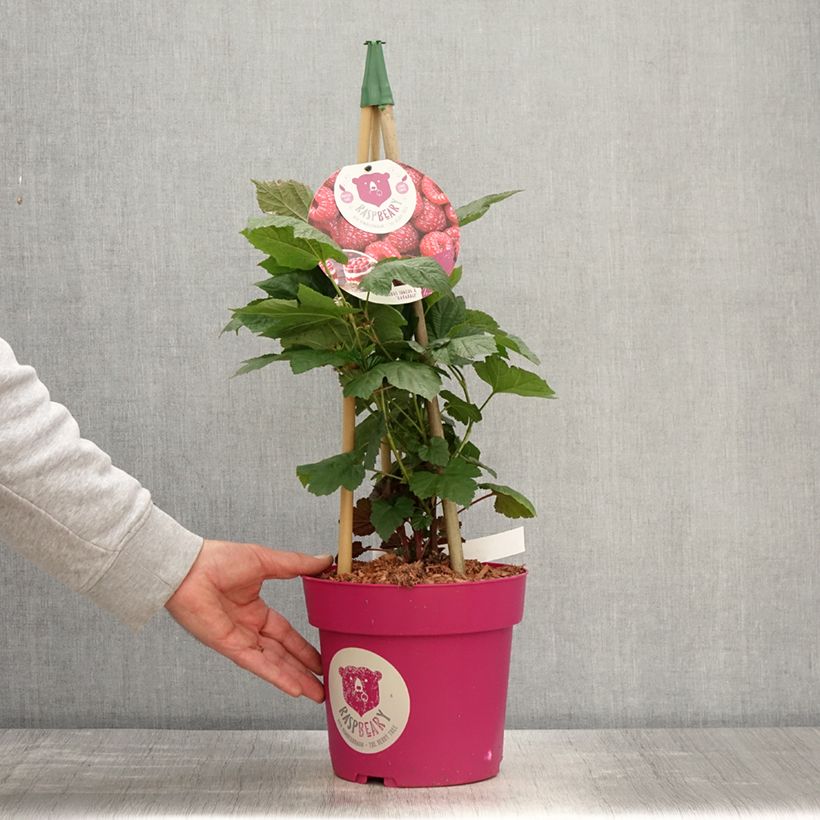 Spécimen de Framboisier Raspbeary (remontant) - Rubus idaeus Pot de 4L/5L, Touffe tel que livré au printemps