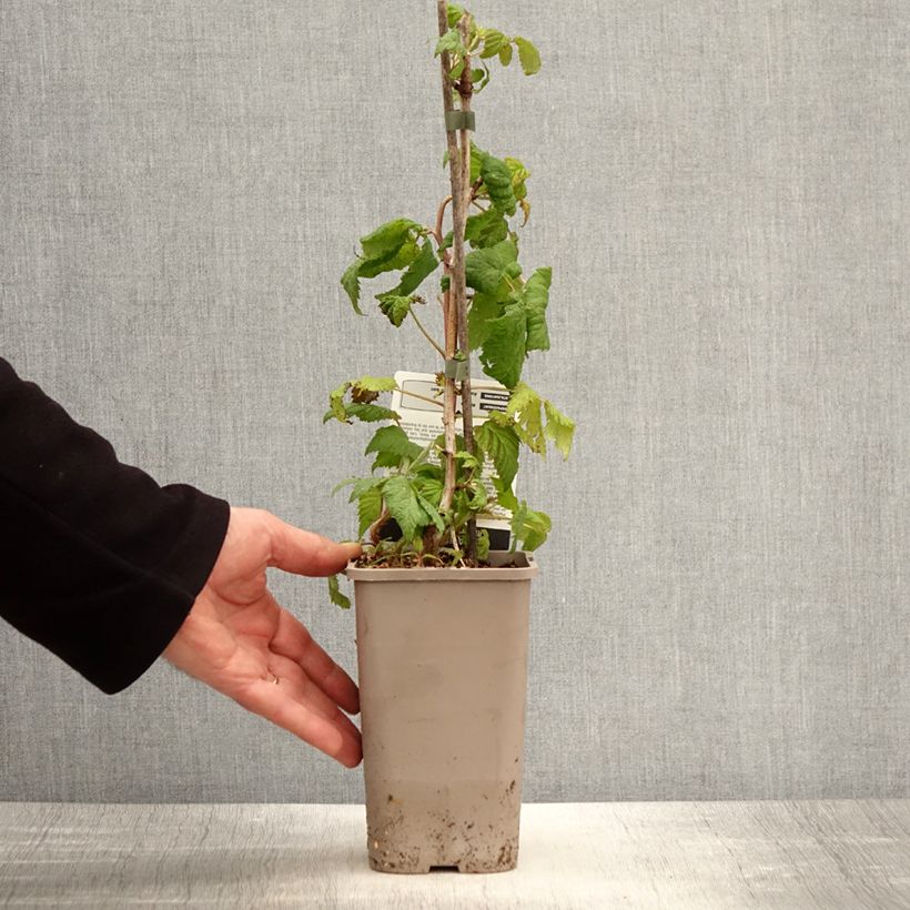 Example of Framboisier remontant Bohème Pot de 1,5L/2L, Touffe as you get in printemps