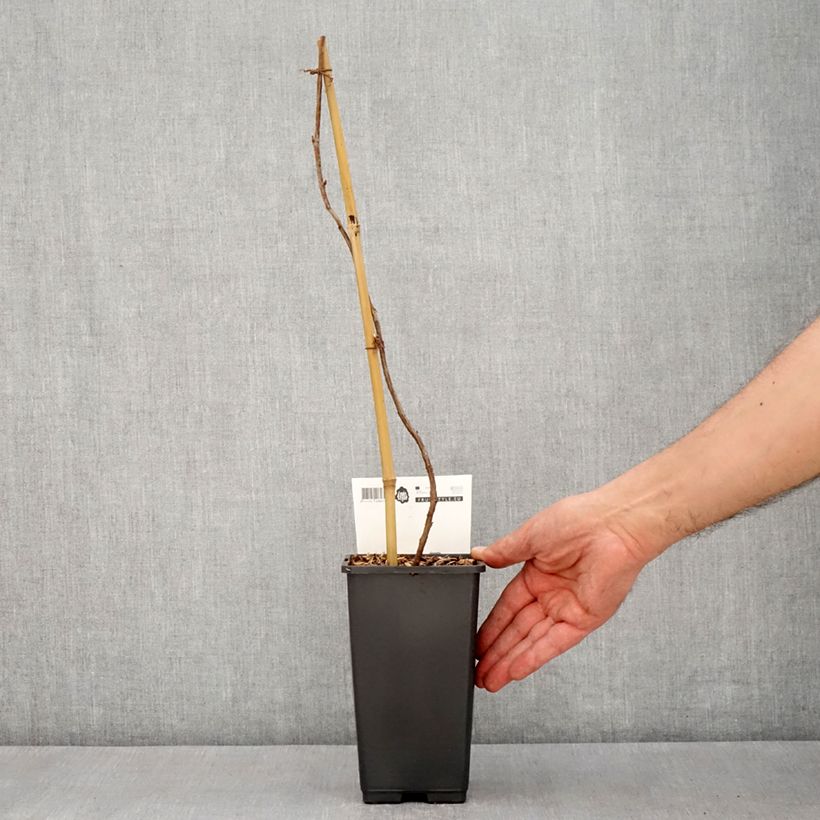 Example of Framboisier remontant Malling Passion - Rubus idaeus (remontant) Pot de 2L/3L as you get in printemps