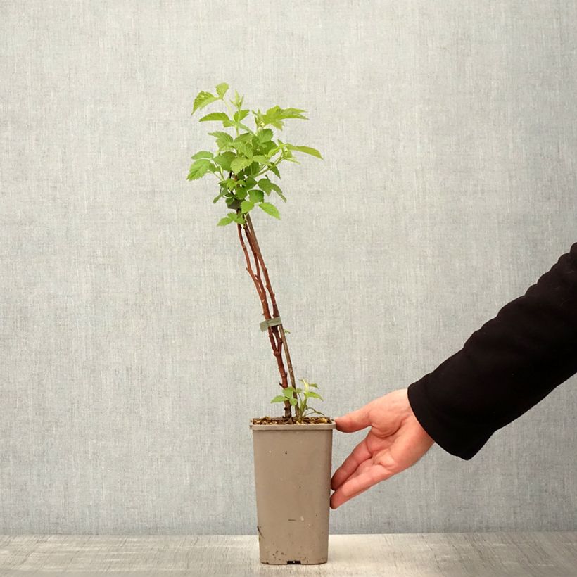 Example of Framboisier Primeberry Autumn Chef - Rubus idaeus  Pot de 1,5L/2L, Touffe as you get in printemps