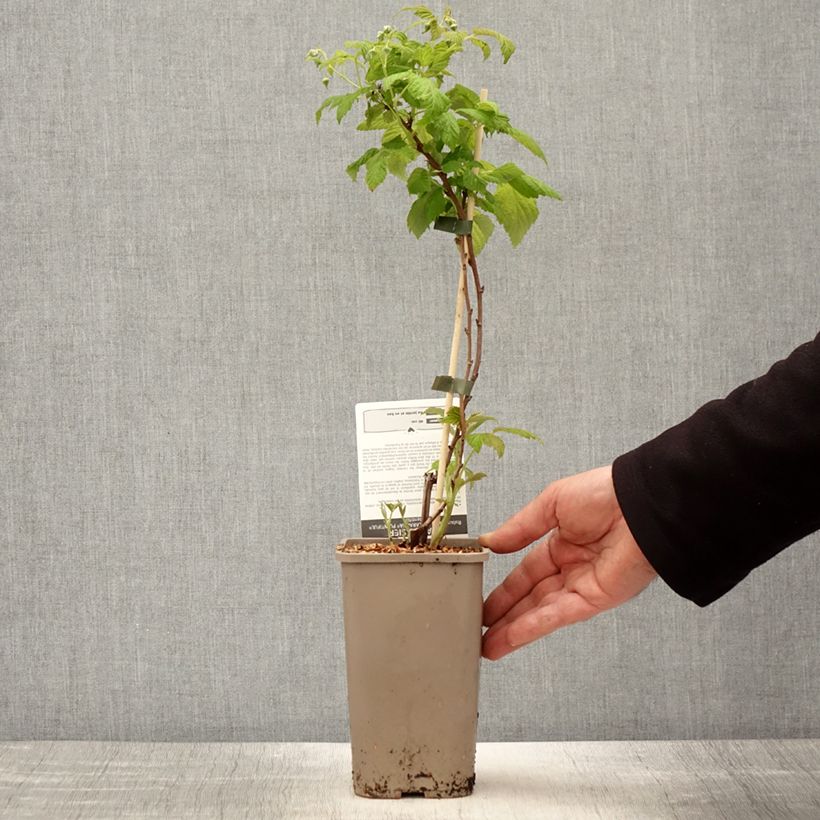 Spécimen de Framboisier Schlaraffia Plentiful (remontant) Pot de 1,5L/2L, Touffe tel que livré au printemps