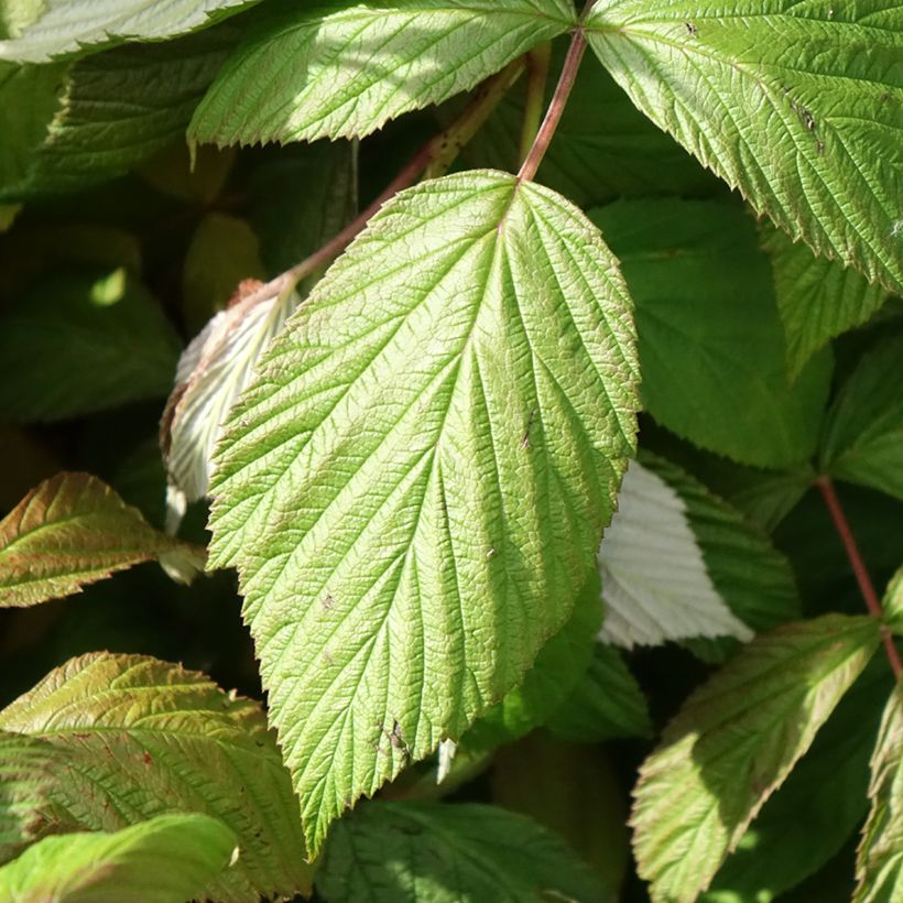 Framboisier remontant September - Rubus idaeus  (Foliage)