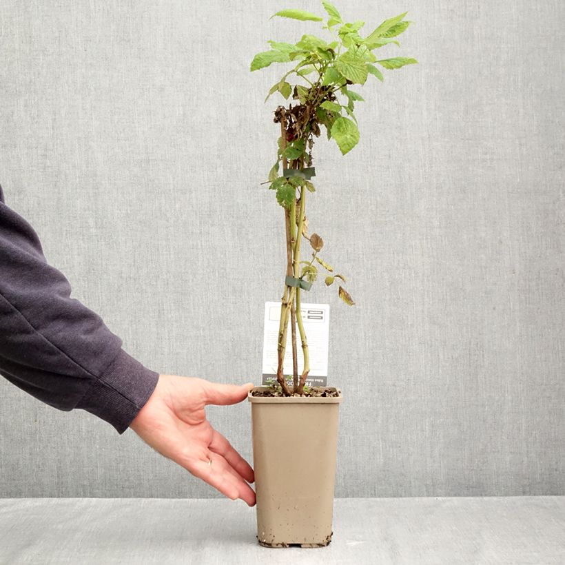 Spécimen de Framboisier Schlaraffia Plentiful (remontant) Pot de 1,5L/2L, Touffe tel que livré en automne