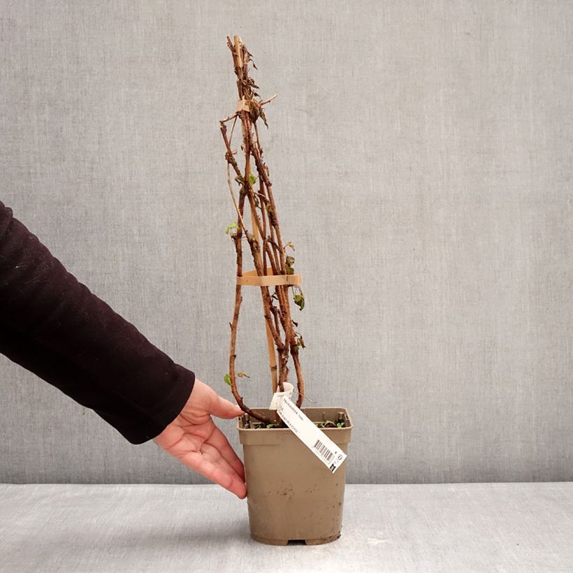 Spécimen de Framboisier Sumo 2 (remontant) à gros fruits Pot de 2L/3L, Touffe tel que livré en hiver