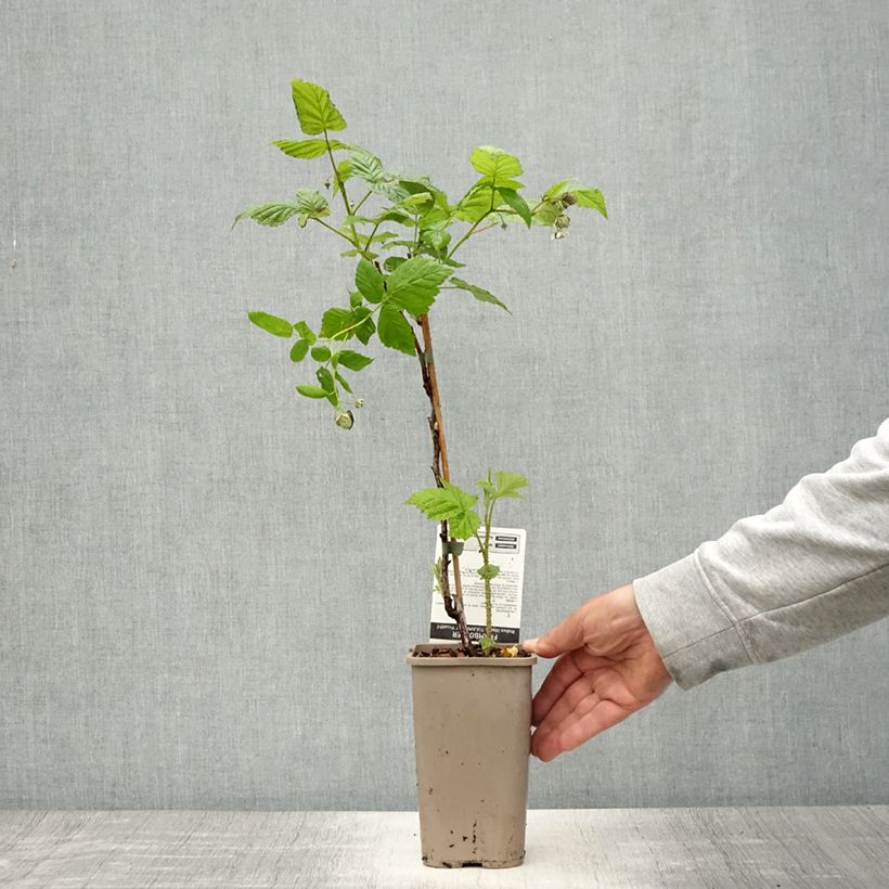 Spécimen de Framboisier Tulamagic non remontant Pot de 1,5L/2L tel que livré au printemps