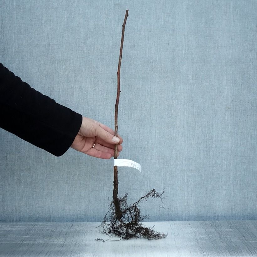 Spécimen de Framboisier Tulameen - Rubus idaeus Racines nues, Buisson tel que livré en hiver