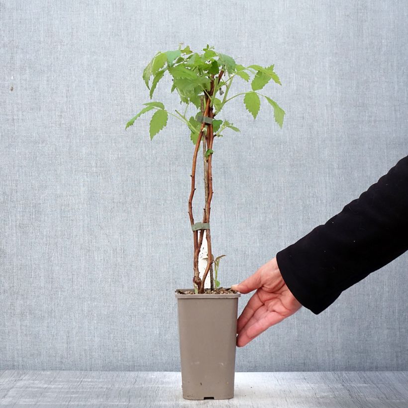 Spécimen de Framboisier Twotimer Allyouneed - Rubus idaeus (remontant) Pot de 1,5L/2L tel que livré au printemps