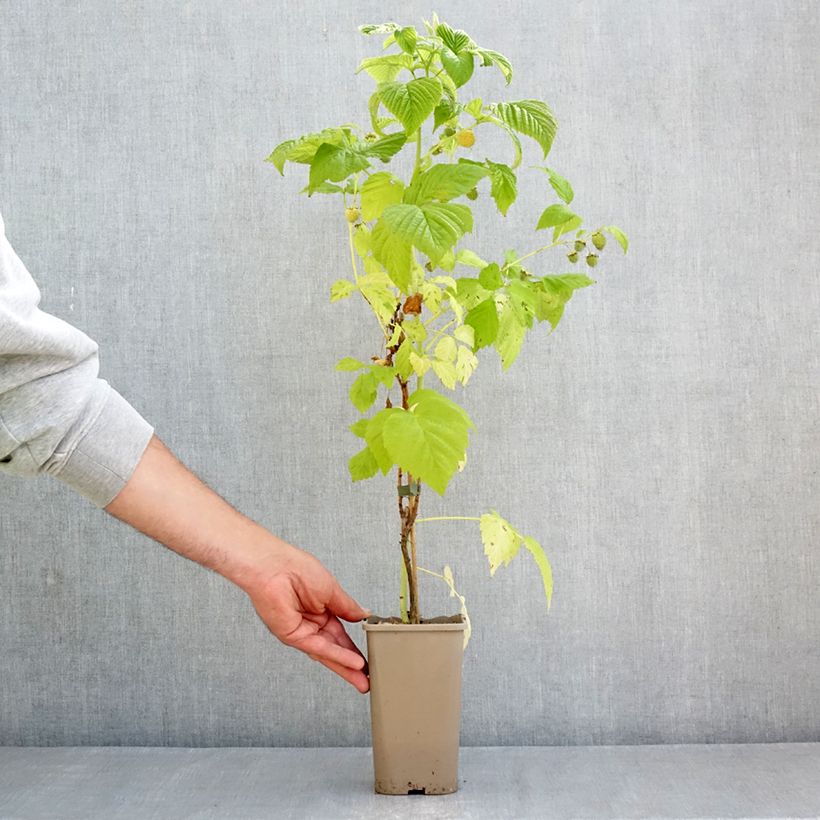 Spécimen de Framboisier Twotimer Sugana Yellow (remontant) Pot de 1,5L/2L tel que livré au printemps