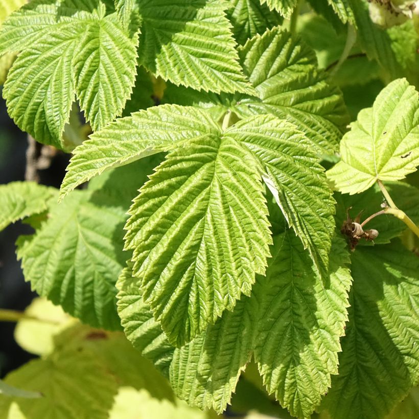 Framboisier Violette (non remontant) (Feuillage)