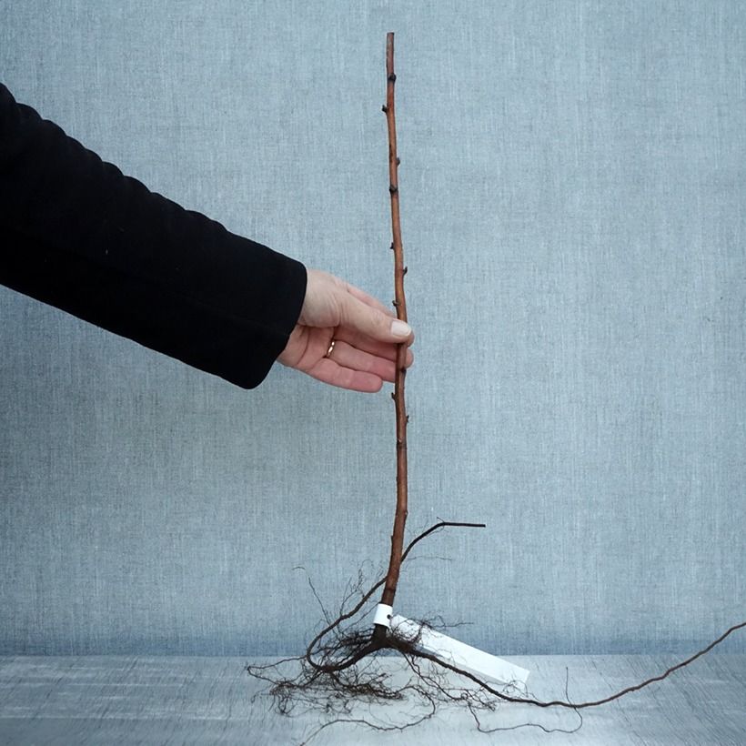 Spécimen de Framboisier Willamette (non remontant) Racines nues, Buisson tel que livré en hiver