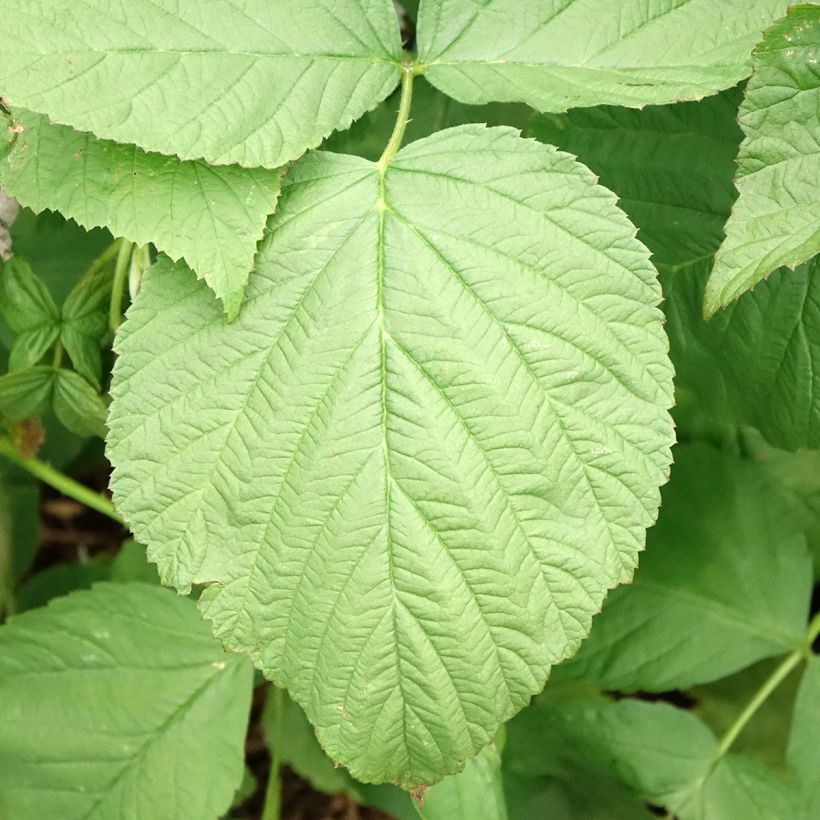 Framboisier Zeva - Zefa Herfsternte (remontant) (Foliage)