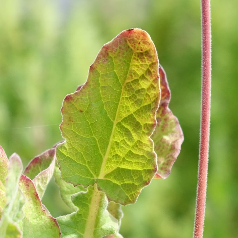 Francoa sonchifolia (Feuillage)