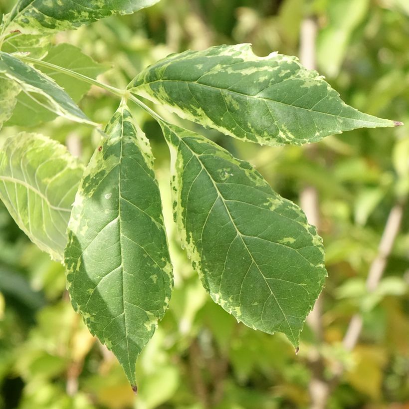 Fraxinus americana Hunky Punk - Frêne d'Amérique panaché (Feuillage)