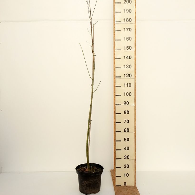 Spécimen de Fraxinus americana Hunky Punk - Frêne d'Amérique panaché Pot de 7,5L/10L tel que livré en automne