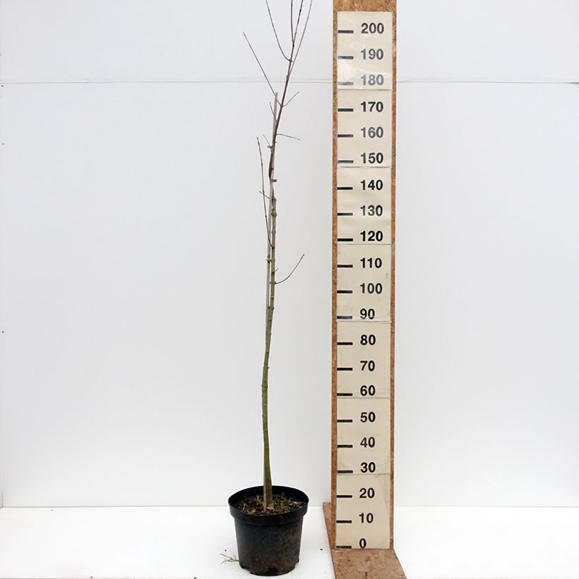 Spécimen de Fraxinus americana Hunky Punk - Frêne d'Amérique panaché Pot de 7,5L/10L tel que livré en hiver