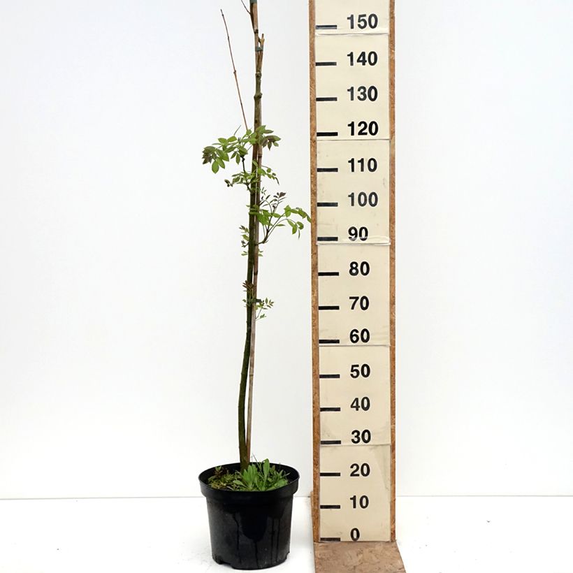 Spécimen de Fraxinus americana Hunky Punk - Frêne d'Amérique panaché Pot de 7,5L/10L tel que livré au printemps