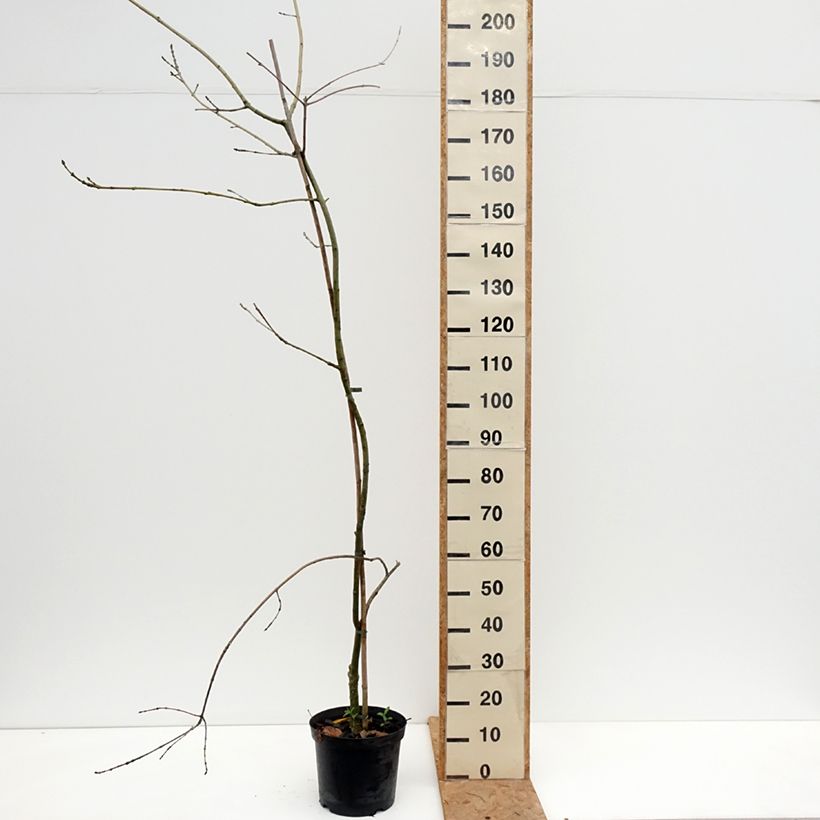 Spécimen de Fraxinus excelsior Aarsee - Frêne à feuilles réduites Pot de 7,5L/10L tel que livré en automne
