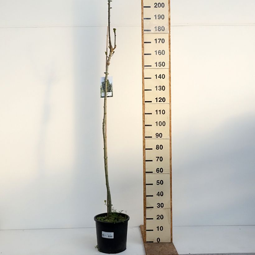 Spécimen de Fraxinus excelsior Crispa - Frêne à feuilles crispées Pot de 12L/15L, Tige tel que livré au printemps
