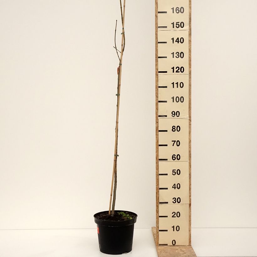 Spécimen de Fraxinus excelsior Foliis Aureis - Frêne commun doré Pot de 12L/15L, Tige tel que livré en hiver