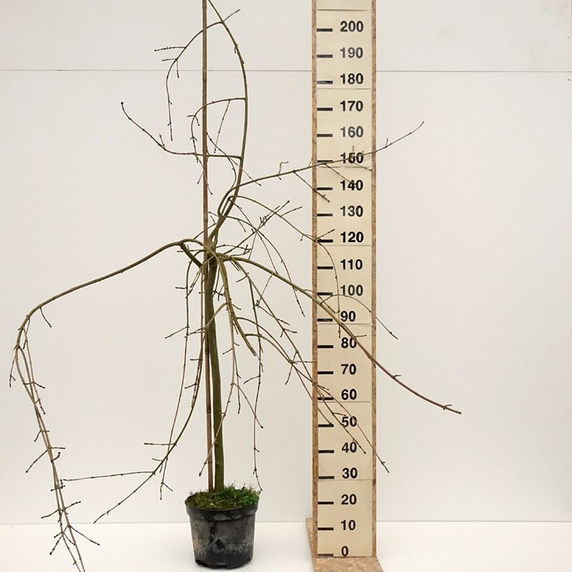 Example of Fraxinus excelsior Heterophylla Pendula - Frêne pleureur Pot de 7,5L/10L as you get in hiver