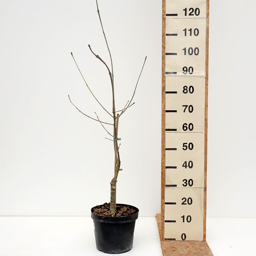 Spécimen de Fraxinus excelsior Zygmunt Krasiński - Frêne commun Pot de 7,5L/10L tel que livré en automne