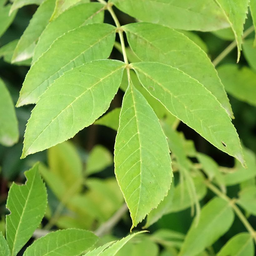 Fraxinus pennsylvanica Argenteomarginata - Frêne de Pennsylvanie panaché (Feuillage)