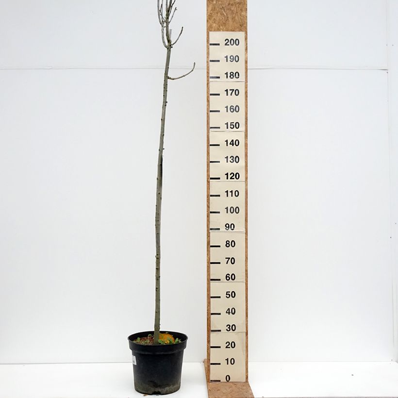 Spécimen de Fraxinus pennsylvanica Crispa - Frêne de Pennsylvanie Pot de 30L/35L, Tige tel que livré en automne