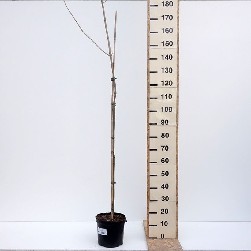 Spécimen de Fraxinus spaethiana - Frêne de Spaeth Pot de 7,5L/10L, Tige tel que livré en hiver