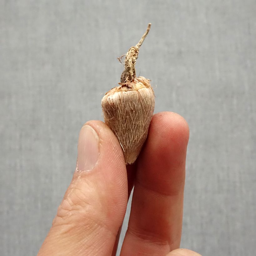 Example of Freesia Double Jaune - Muguet du Cap Bulbe calibre 5+ as you get in printemps