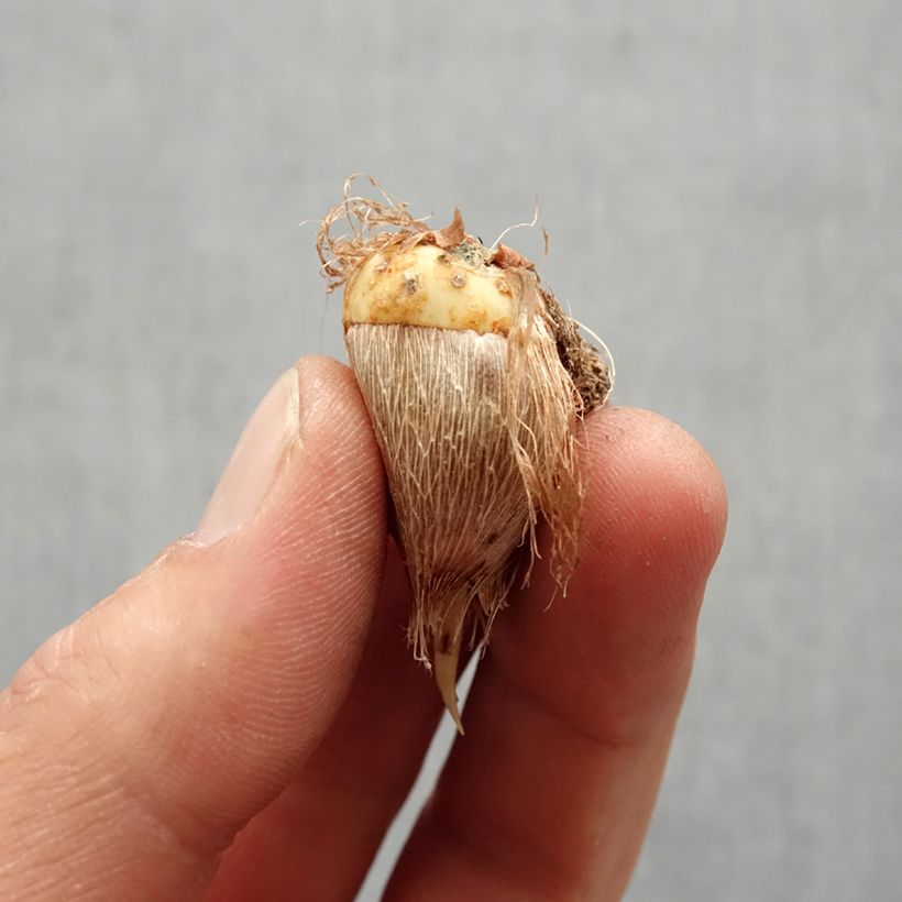 Spécimen de Freesia double Rouge - Muguet du Cap Bulbe calibre 6+ tel que livré au printemps