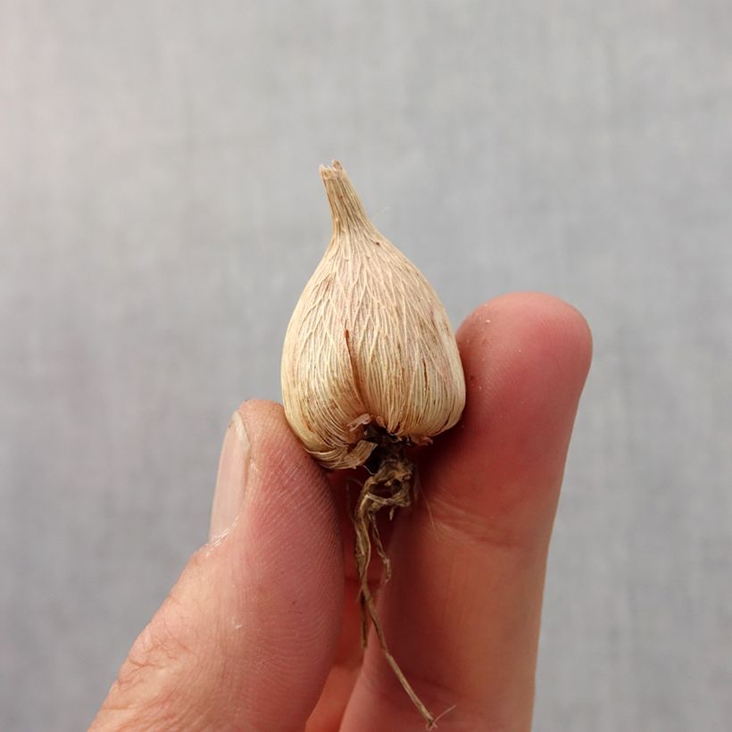 Spécimen de Freesia simple Blanc - Muguet du Cap Bulbe size 5+ tel que livré au printemps