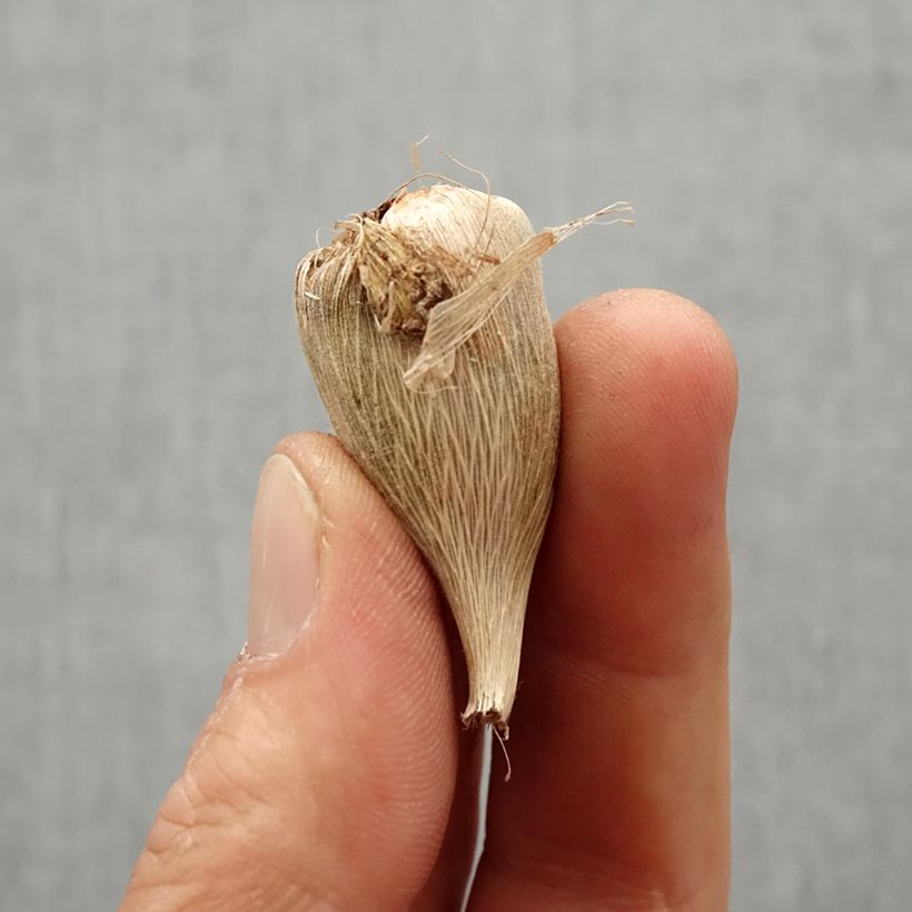 Spécimen de Freesia Simple Bleu - Muguet du Cap Bulbe calibre 5+ tel que livré au printemps