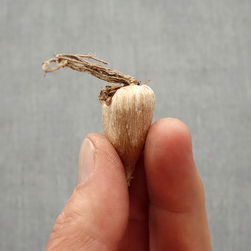 Spécimen de Freesia simple Orange - Muguet du Cap Bulbe calibre 5+ tel que livré au printemps