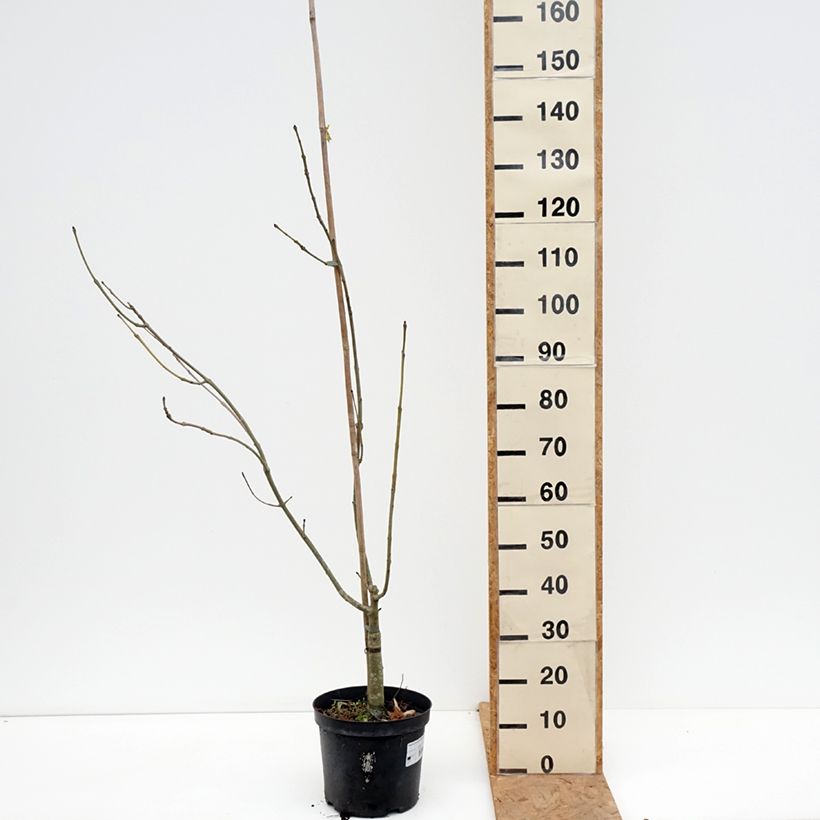 Spécimen de Frêne commun panaché - Fraxinus excelsior Argenteovariegata Pot de 7,5L/10L tel que livré en automne