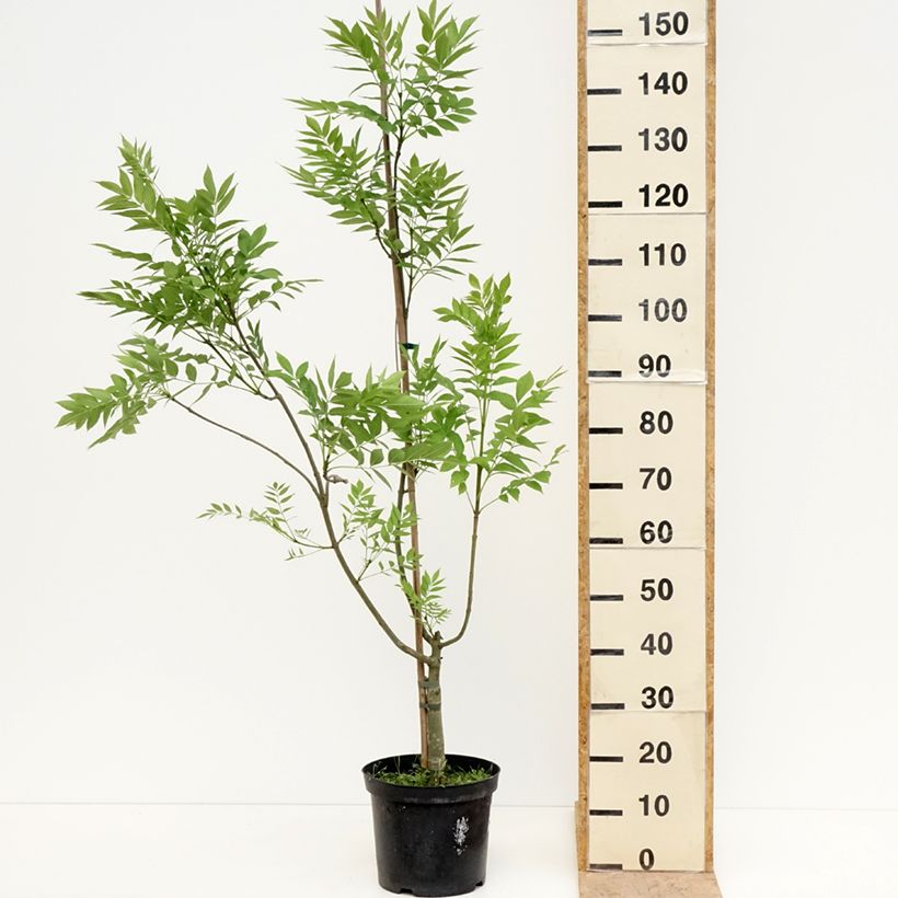 Spécimen de Frêne commun panaché - Fraxinus excelsior Argenteovariegata Pot de 7,5L/10L tel que livré au printemps