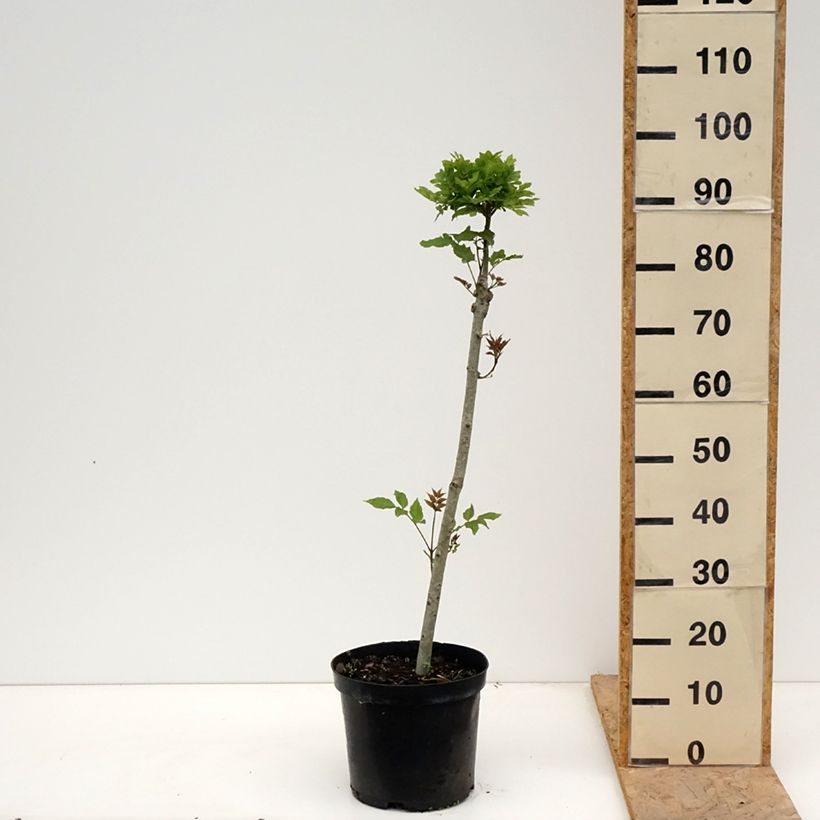 Spécimen de Frêne nain - Fraxinus excelsior Abiona Pot de 7,5L/10L, Tige tel que livré au printemps