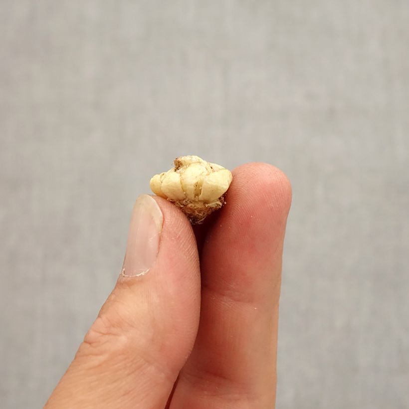 Example of Fritillaire camschatcensis - Lys du Kamtchatka Bulbe calibre 6+ as you get in automne