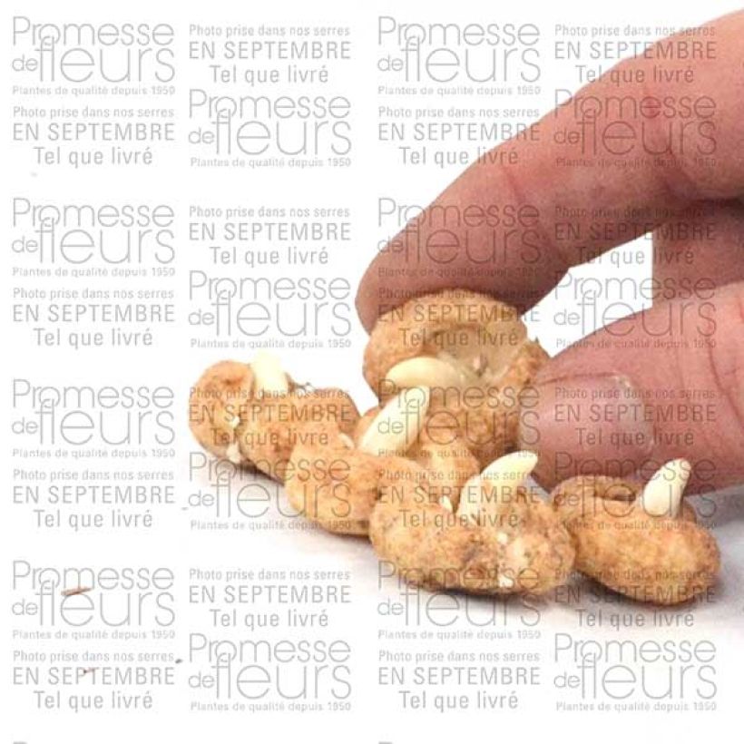 Example of Fritillaire hermonis ssp. amana Bulbe calibre I as you get