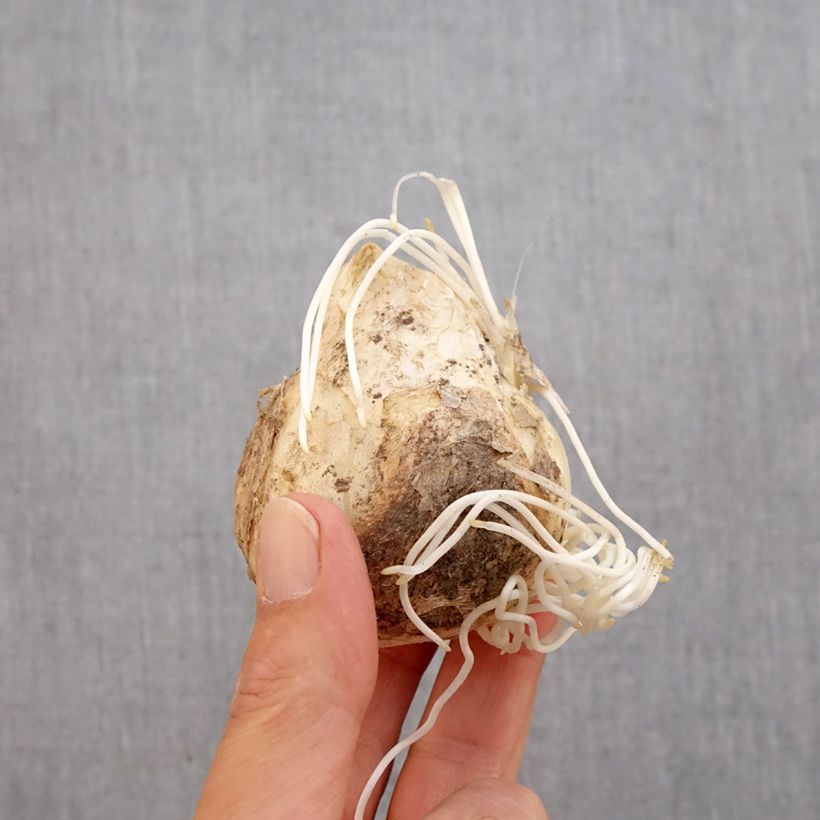 Spécimen de Fritillaire imperialis Lutea - Couronne impériale Bulbe calibre 20+ tel que livré en automne