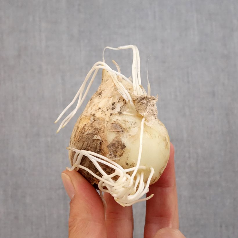 Spécimen de Fritillaire imperialis Prolifera - Couronne impériale Bulbe calibre 20+ tel que livré en automne